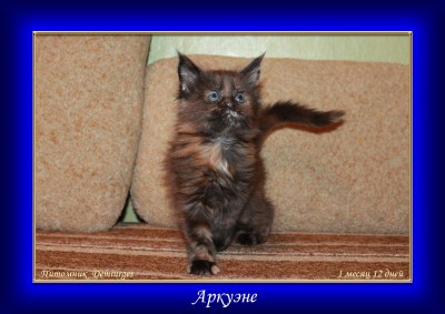 Аркуэне 1 месяц 12 дней1.jpg
