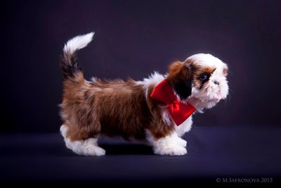 Девочка.Алмазный Лев Уаланта Мун.jpg