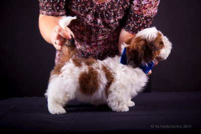 Кобель. Алмазный Лев Уникум Нортон.jpg