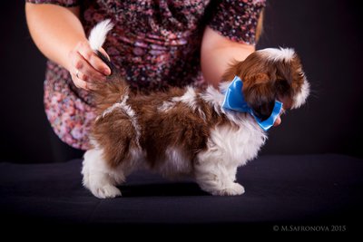 Кобель. Алмазный Лев Урса Эльман3.jpg