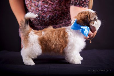 Кобель. Алмазный Лев Урсул Баттл2.jpg