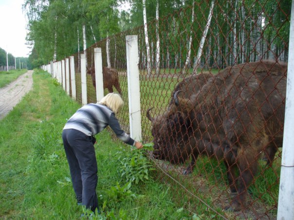 зубр2.jpg