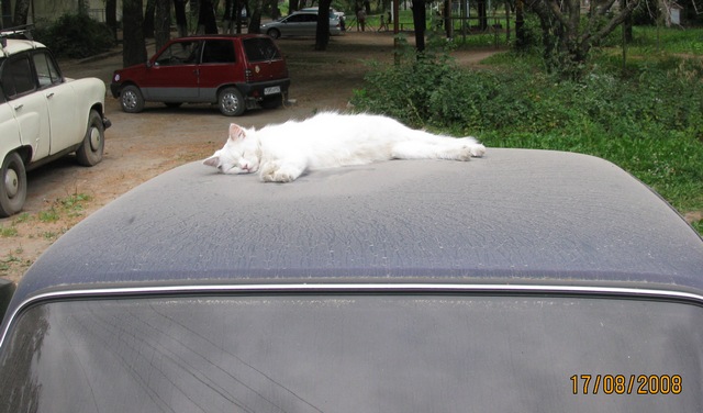 Изображение 704_спящий кот.jpg