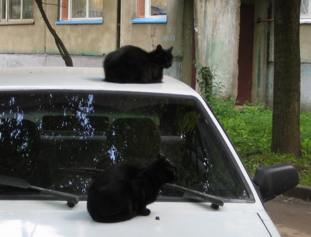 Коты на авто.jpg