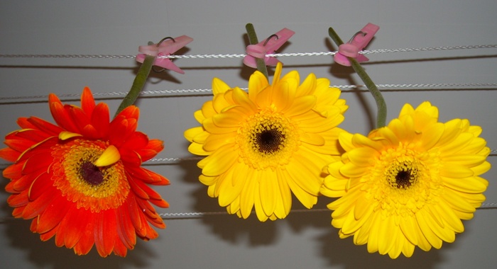 декабрь2008 010.jpg