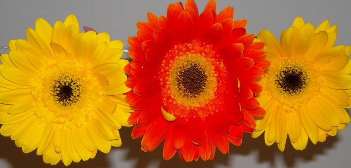 декабрь2008 013.jpg