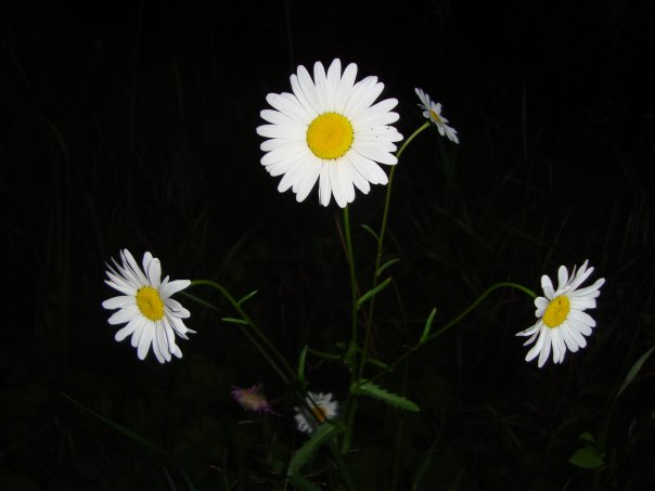 x_f92446e8.jpg