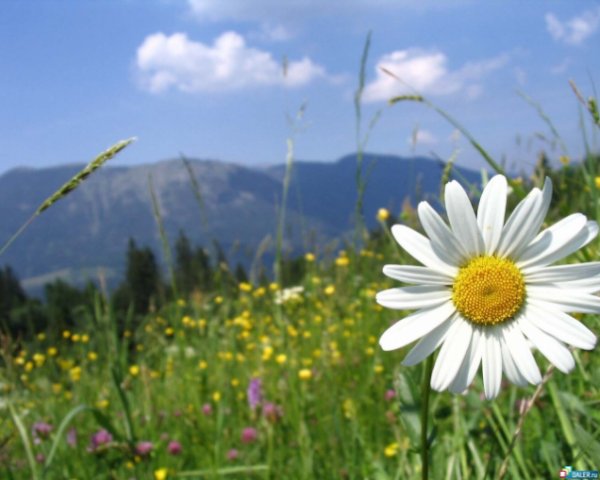 x_4864bc93.jpg