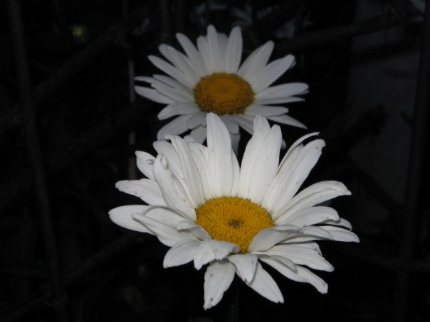 x_7139c296.jpg