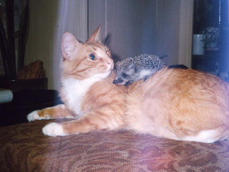 Колючий наездник.jpg