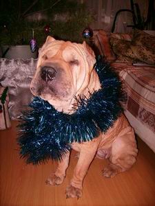 Изменение размера Изменение размера Поворот Копия IMG_0020.JPG