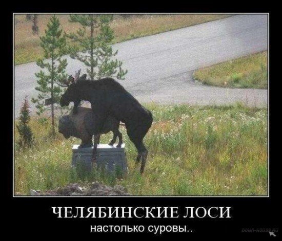 post-45276-1264200232.jpg