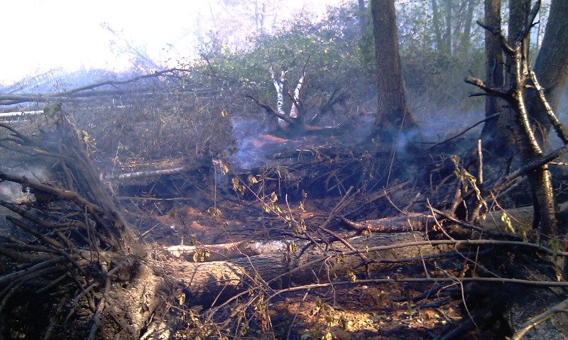 горят корни.jpg