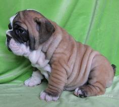 Англ_бульдог.jpg