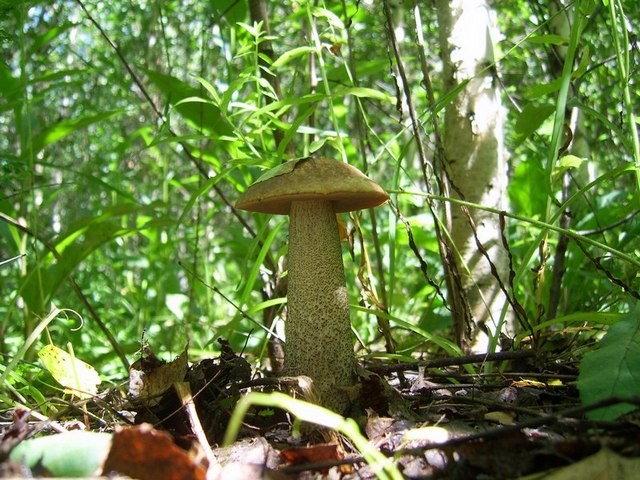 SV104365.JPG