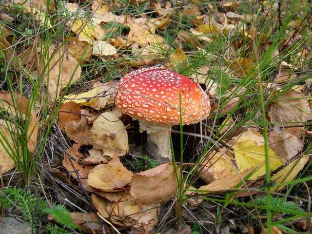 SV103112.JPG