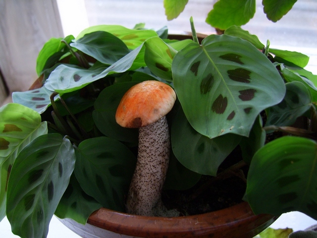 SV101090.JPG