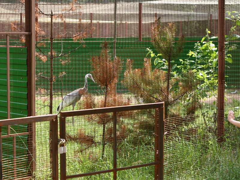 птичка журавль_2.jpg