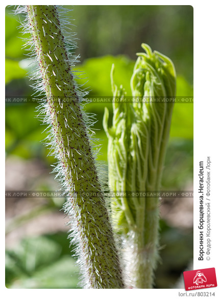 0000803214-preview.jpg