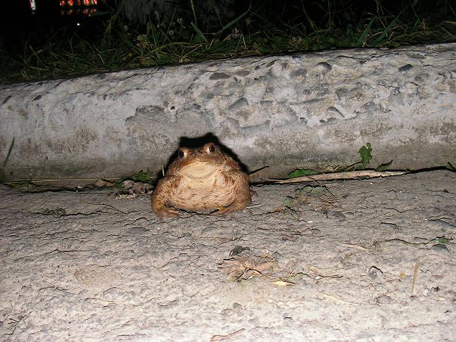 toad1.jpg
