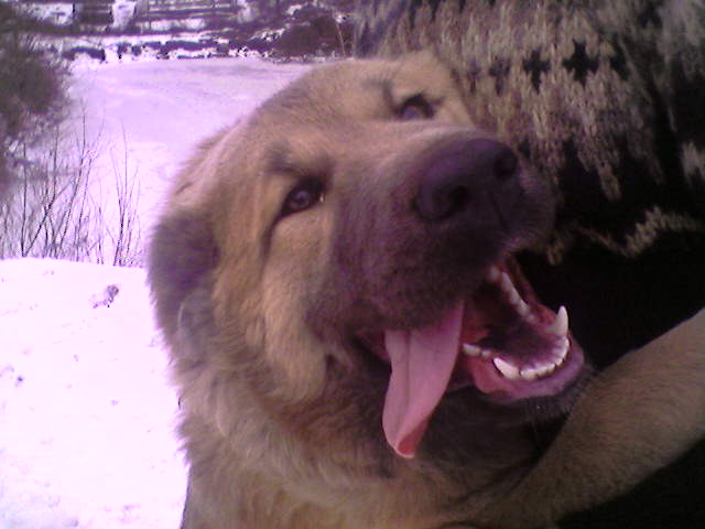 Лола - 6 месяцев.jpg