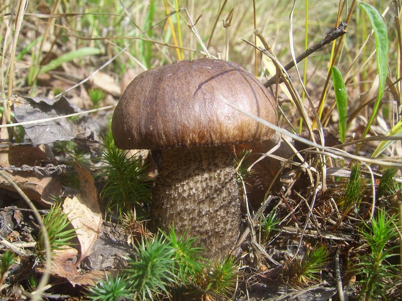 4_SV105044.jpg