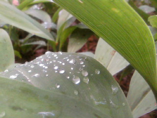 SP_A0082.jpg