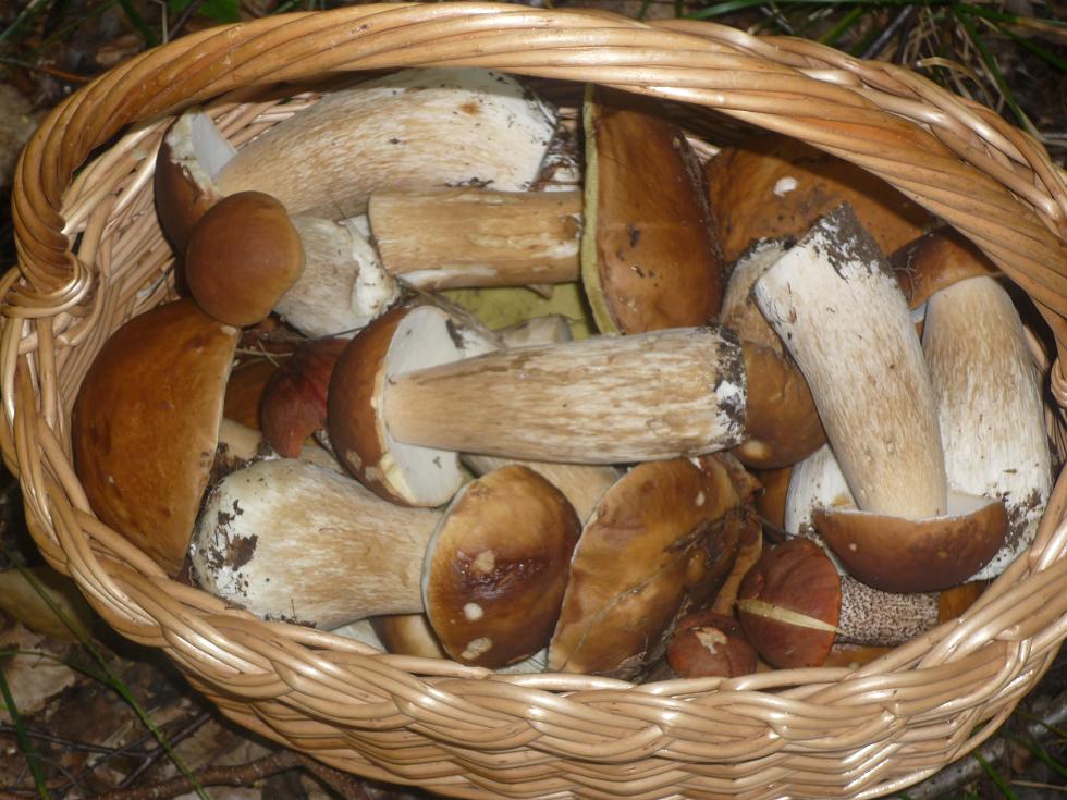 грибы мал.JPG