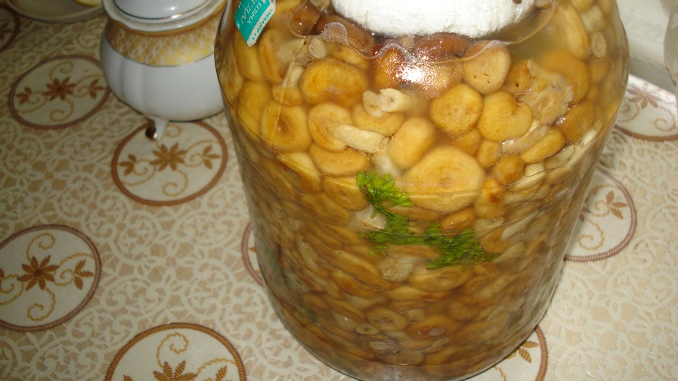 волнушки соленые.jpg