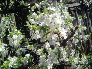 SP_A0115.jpg