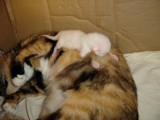 счастье материнства.jpg