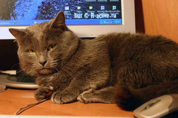 кот3893_2.jpg