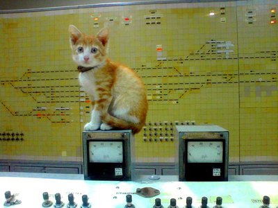 Кот Курбель.jpg